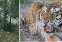 VIDEO/ Tigrin dhe luanin i marrin me gurë në Tiranë