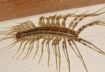 Kujdes! Nëse e gjeni në shtëpi këtë insekt, mos bëni gabim ta vrisni