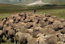 Zhduket pa gjurmë bariu