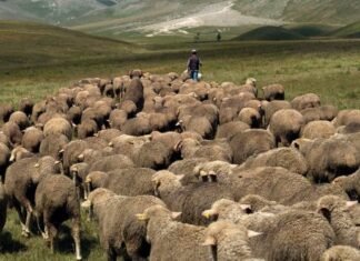 Zhduket pa gjurmë bariu