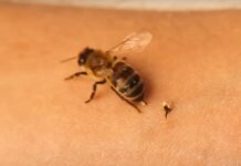 Zbulim premtues: Helmi i bletës mund të ndihmojë në trajtimin e kancerit të gjirit