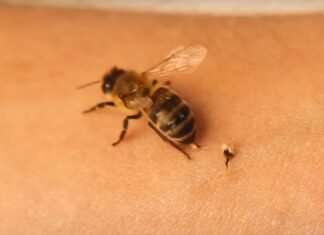 Zbulim premtues: Helmi i bletës mund të ndihmojë në trajtimin e kancerit të gjirit