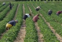 Zbardhet skema e re e kompensimit, fermerët do marrin 10% rimbursim TVSH për inputet bujqësore