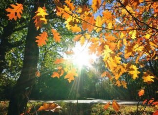 Parashikimi i motit për sot, 14 nëntor 2025