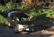 U kap “mat” duke ndotur natyrën/ Arrestohet shqiptari në New York, kamerat e sigurisë e filmuan mbi 10 herë… (EMRI+ PAMJET)