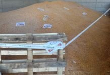 AKU Elbasan bllokon 25 ton misër të importuar nga Serbia, në pritje të analizave laboratorike