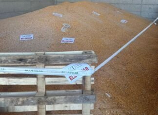 AKU Elbasan bllokon 25 ton misër të importuar nga Serbia, në pritje të analizave laboratorike