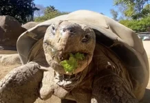 Breshka më e vjetër e Kopshtit Zoologjik të San Diegos, ka ngordhur në moshën rreth 141-vjeçare