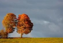 Parashikimi i motit për sot, 11 nëntor 2025