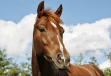 U shty nga kali gjatë një ecje, ndërron jetë 45-vjeçarja në Itali