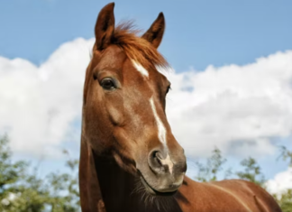 U shty nga kali gjatë një ecje, ndërron jetë 45-vjeçarja në Itali