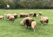 Jo vetëm vera e Agasit, zhduken edhe 31 dele të Sekuestruara! Ngordhën, u vodhën, i hëngri ujku apo…