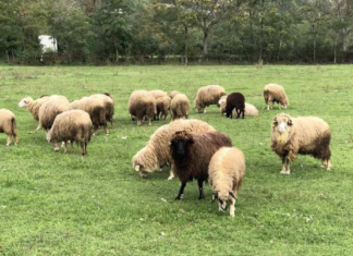 Jo vetëm vera e Agasit, zhduken edhe 31 dele të Sekuestruara! Ngordhën, u vodhën, i hëngri ujku apo…