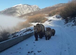 FOTOLAJM/ Qytetari shkrep foton e rrallë nga Kukësi, një arushë dhe tre këlyshët e saj shfaqen në mes të rrugës!