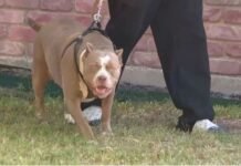 E rëndë në Greqi/ Pit bulli sulmon për vdekje fëmijën 18 muajsh të shqiptarit!