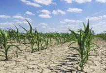 Pa masa, ndryshimet e klimës do të krijojnë 17 mld dollarë humbje në bujqësi