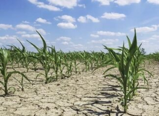 Pa masa, ndryshimet e klimës do të krijojnë 17 mld dollarë humbje në bujqësi