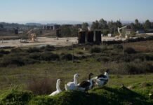 Nafta që ‘vret’: Patos-Marinza shpërthen në sëmundje malinje