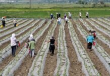 Censi i Bujqësisë, qeveria bën gati nismën për të dhënat e ‘ekonomisë rurale’