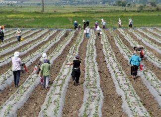 Censi i Bujqësisë, qeveria bën gati nismën për të dhënat e ‘ekonomisë rurale’