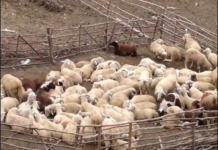 Gjendet i pajetë bariu në stan