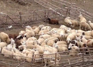 Gjendet i pajetë bariu në stan