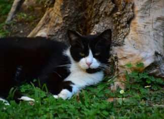 Udhëtoi 250 km për t’u kthyer në shtëpinë e të zotërve, historia e maces së humbur po TRONDIT rrjetin!