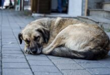 E rëndë në Belsh/ E kafshon qeni, ndërron jetë një grua