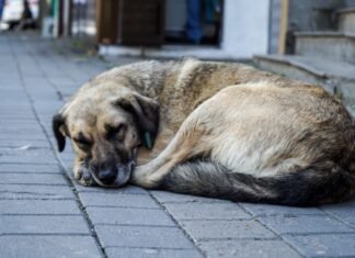 E rëndë në Belsh/ E kafshon qeni, ndërron jetë një grua