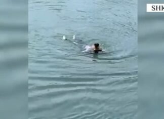 Policia shpëton 59-vjeçaren nga lumi, transportohet në spital në gjendje të rëndë