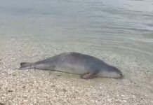 U pa duke notuar pranë gadishullit të Karaburunit, gjendet e ngordhur foka në Vlorë