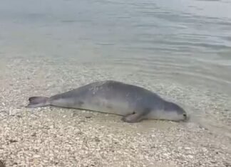 U pa duke notuar pranë gadishullit të Karaburunit, gjendet e ngordhur foka në Vlorë