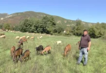 Miratohet Skema Kombëtare e Bujqësisë 2026/ Rriten subvencionet për bagëtitë dhe të mbjellat