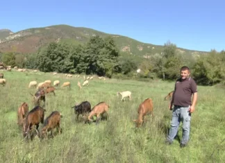 Miratohet Skema Kombëtare e Bujqësisë 2026/ Rriten subvencionet për bagëtitë dhe të mbjellat