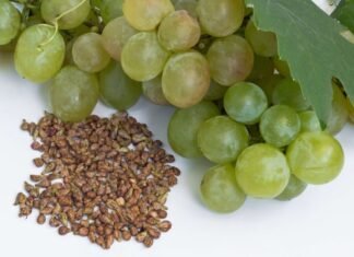 Ky është ilaçi i nxjerrë nga farat e rrushit që mund të ndihmojë njerëzit të jetojnë deri në 150 vjet