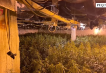 Vazhdon operacioni ‘Kurtaj’ në Peqin: 1 i arrestuar dhe 4 të shpallur në kërkim