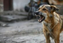 E rëndë në Pogradec: Qeni kafshon 10-vjeçaren dhe e tërheq zvarrë për disa metra