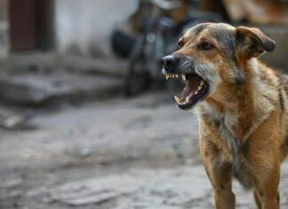 E rëndë në Pogradec: Qeni kafshon 10-vjeçaren dhe e tërheq zvarrë për disa metra