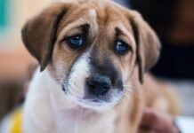 Greqia forcon ligjin kundër dh*nës ndaj kafshëve, deri në 10 vite burg