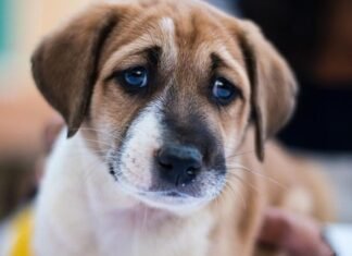 Greqia forcon ligjin kundër dh*nës ndaj kafshëve, deri në 10 vite burg