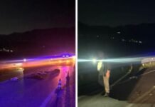 Makina përplaset me tufën e bagëtive, ngordhin disa kafshë, një i plagosur