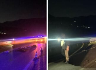 Makina përplaset me tufën e bagëtive, ngordhin disa kafshë, një i plagosur