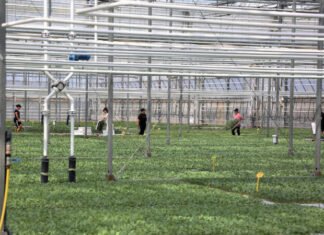 Bujqësia në “koma”, importet e ushqimeve rriten me 19% në 3-mujorin e parë