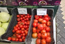 Pas naftës, radhën për krizë e ka domatja! Kalon 400 lekë/kg
