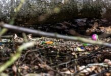 Tragjedi në festën e Pashkëve në Gjermani/ Pema rrëzohet nga era e fortë, raportohet për 3 vi’ktima