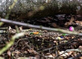 Tragjedi në festën e Pashkëve në Gjermani/ Pema rrëzohet nga era e fortë, raportohet për 3 vi’ktima