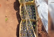 Arrestohen dy persona për kultivim droge në Librazhd