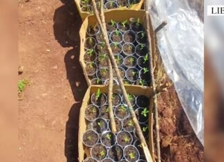 Arrestohen dy persona për kultivim droge në Librazhd