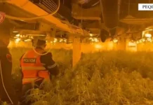 Zbulimi i magazinave me kanabis, ‘furtunë’ shkarkimesh në komisariatin e Peqinit