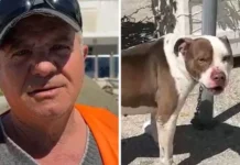 ‘U turr dhe e kapi nga koka’! Qeni kafshoi 4-vjeçaren, flet qytetari hero: Shkova dhe e lidha me zinxhir